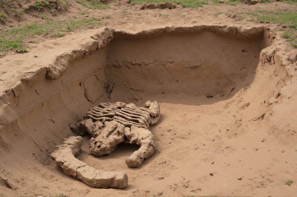 Seltenes Skelett mit ausgeprägten Drachen-Flügel-Knochen.