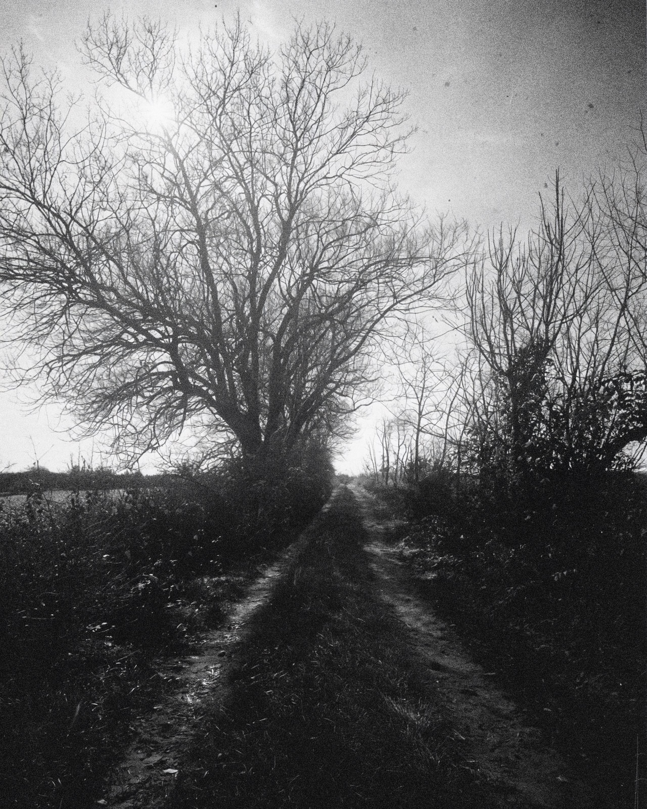 Bäume und meine künstlerische Position in meinen KI-Modellen