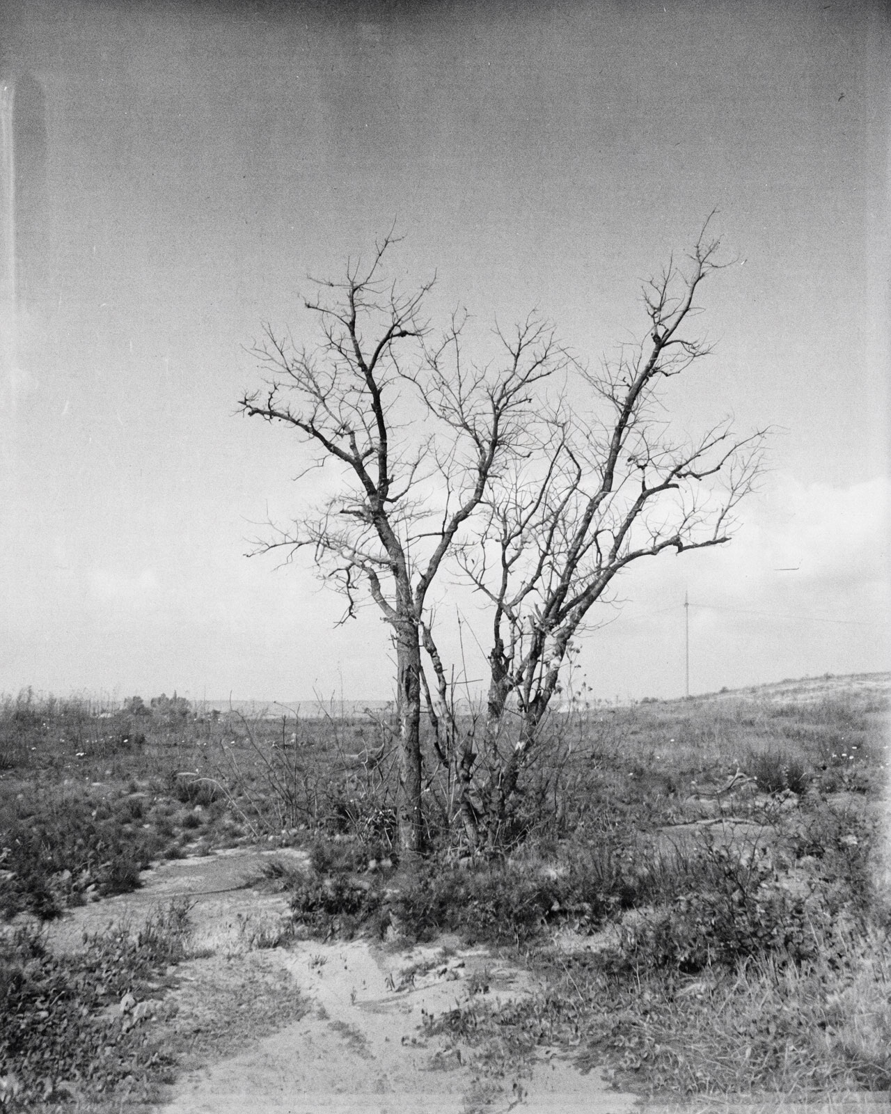 Bäume in meinen KI-Modellen: Ein Bild, aufbauend auf meiner Ästhetik und künstlerischen Position.