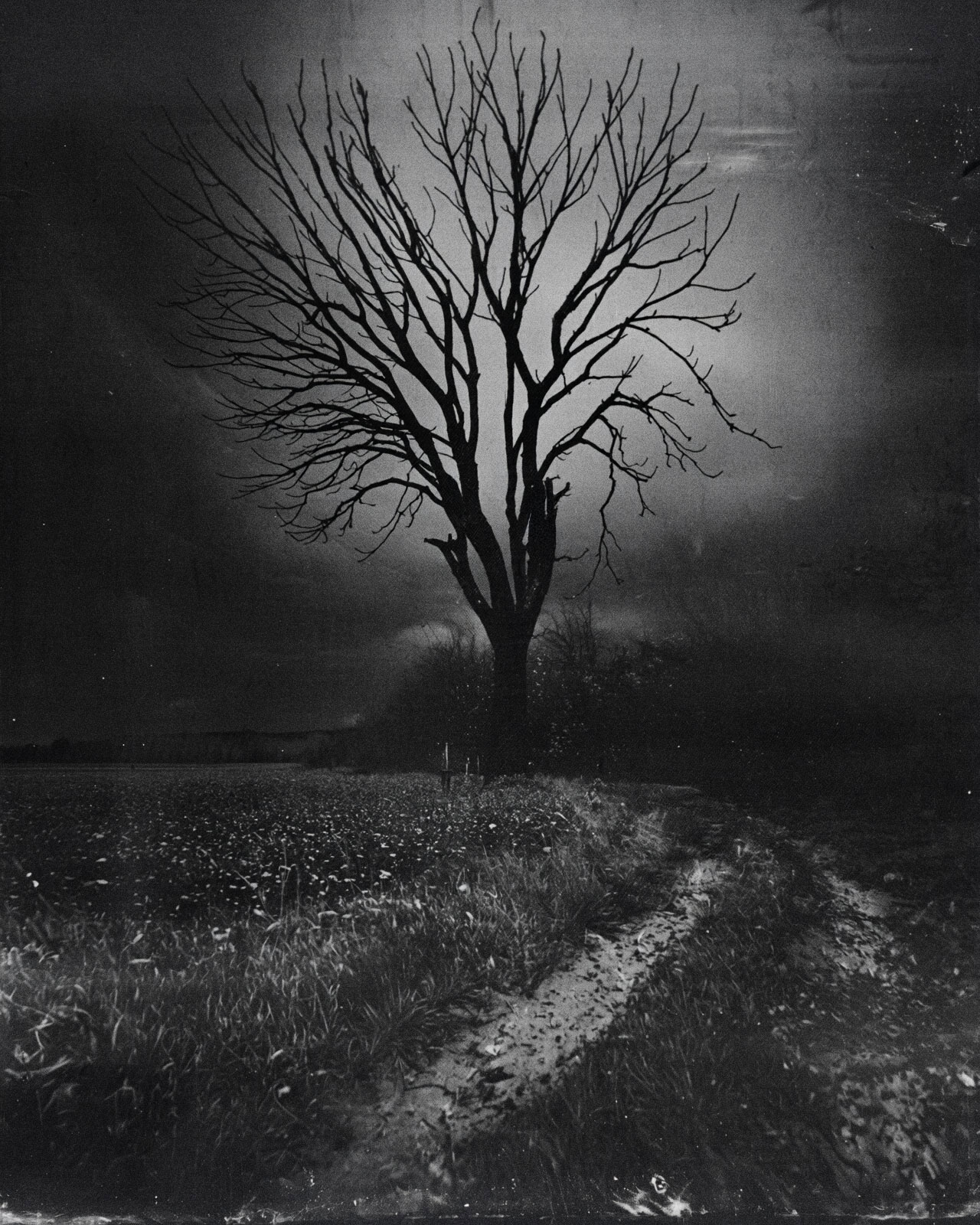 Bäume und meine künstlerische Position in meinen KI-Modellen