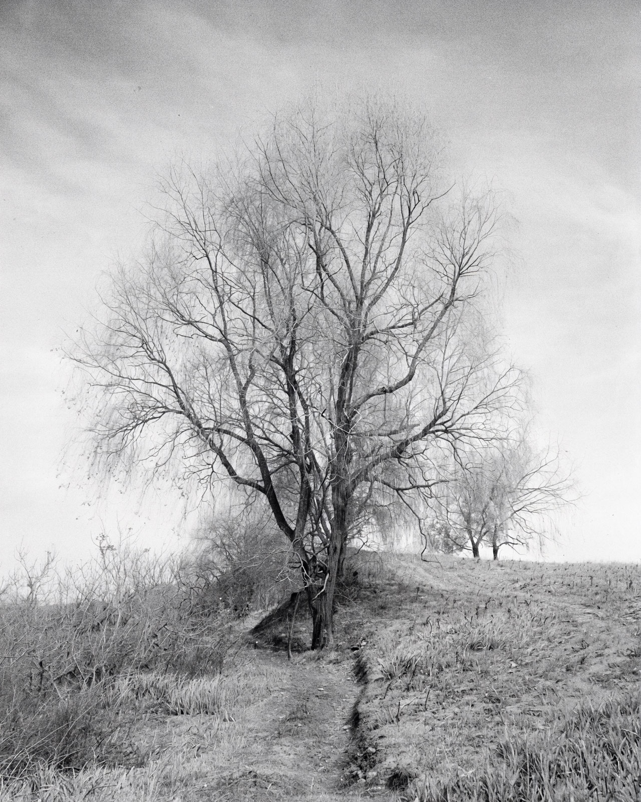 Bäume in meinen KI-Modellen: Ein Bild, aufbauend auf meiner Ästhetik und künstlerischen Position.