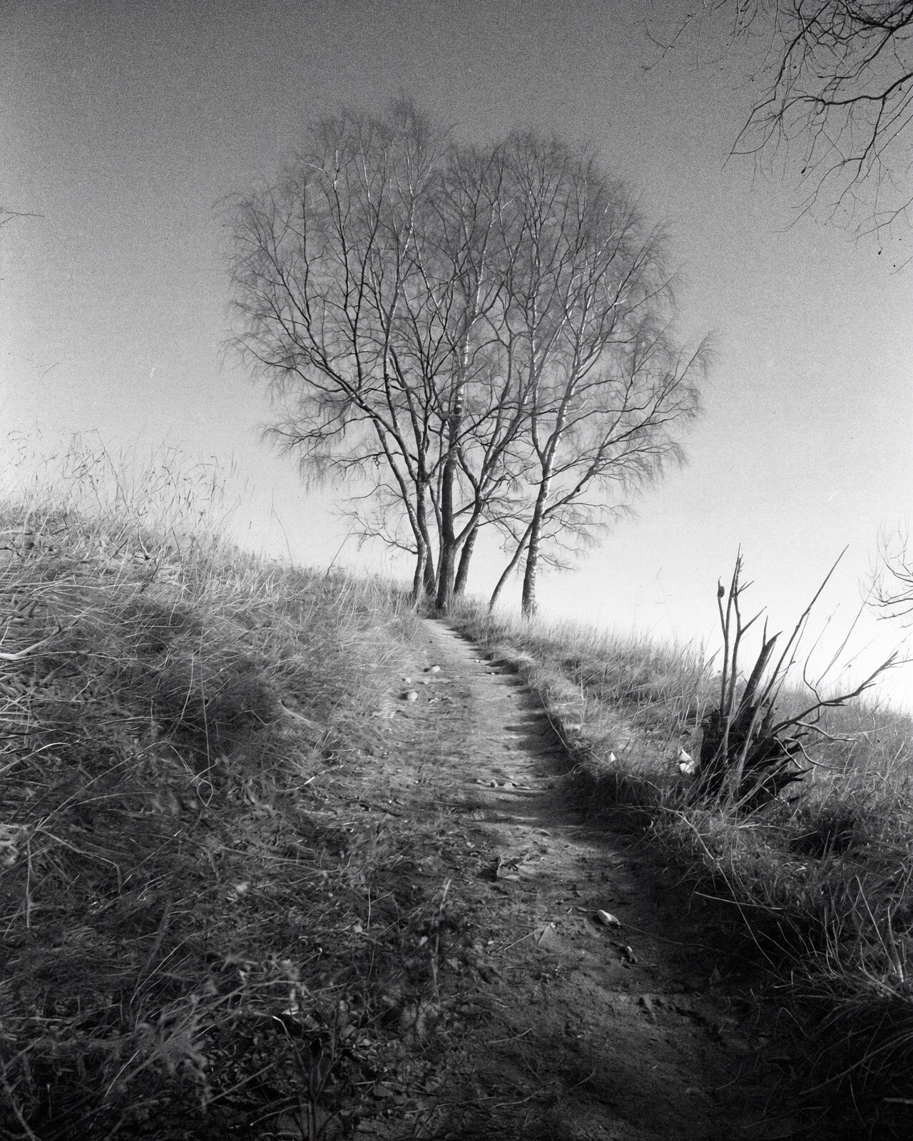 Bäume in meinen KI-Modellen: Ein Bild, aufbauend auf meiner Ästhetik und künstlerischen Position.