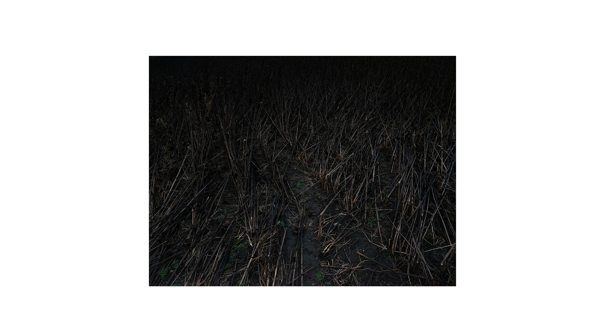 Motiv aus der fotografischen Arbeit „Hi Slave“ von Florian Albrecht-Schoeck.